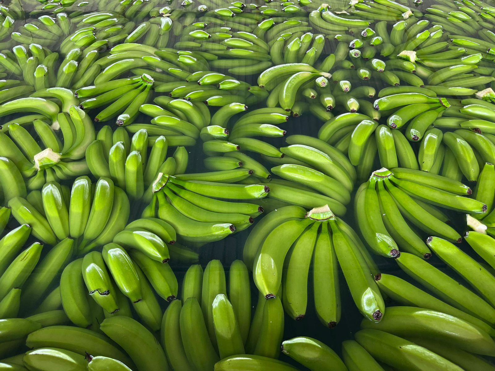 Plátano en campo